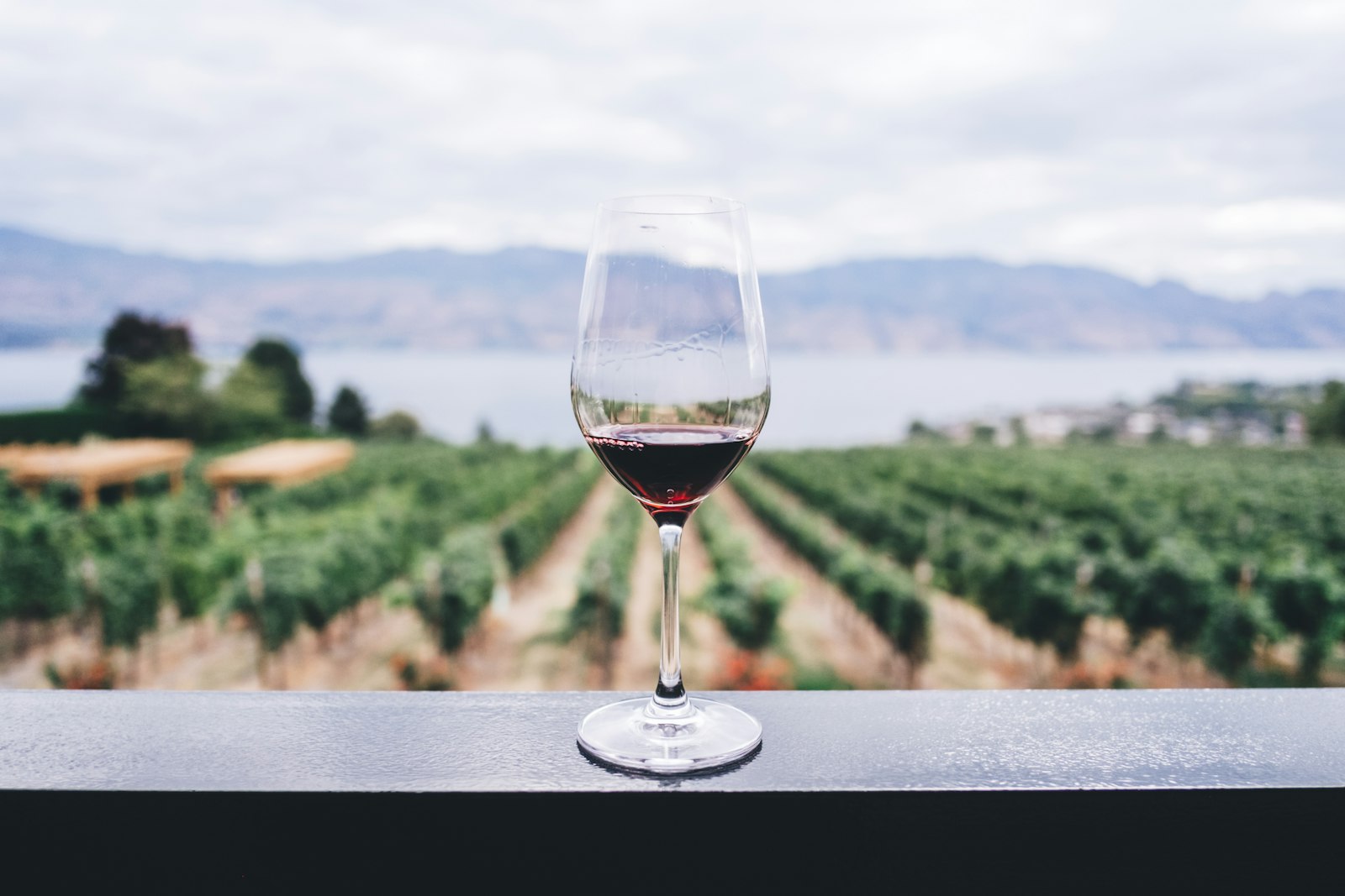 Vineyard at golden hour