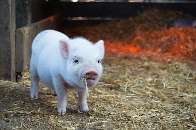 Livestock in barn