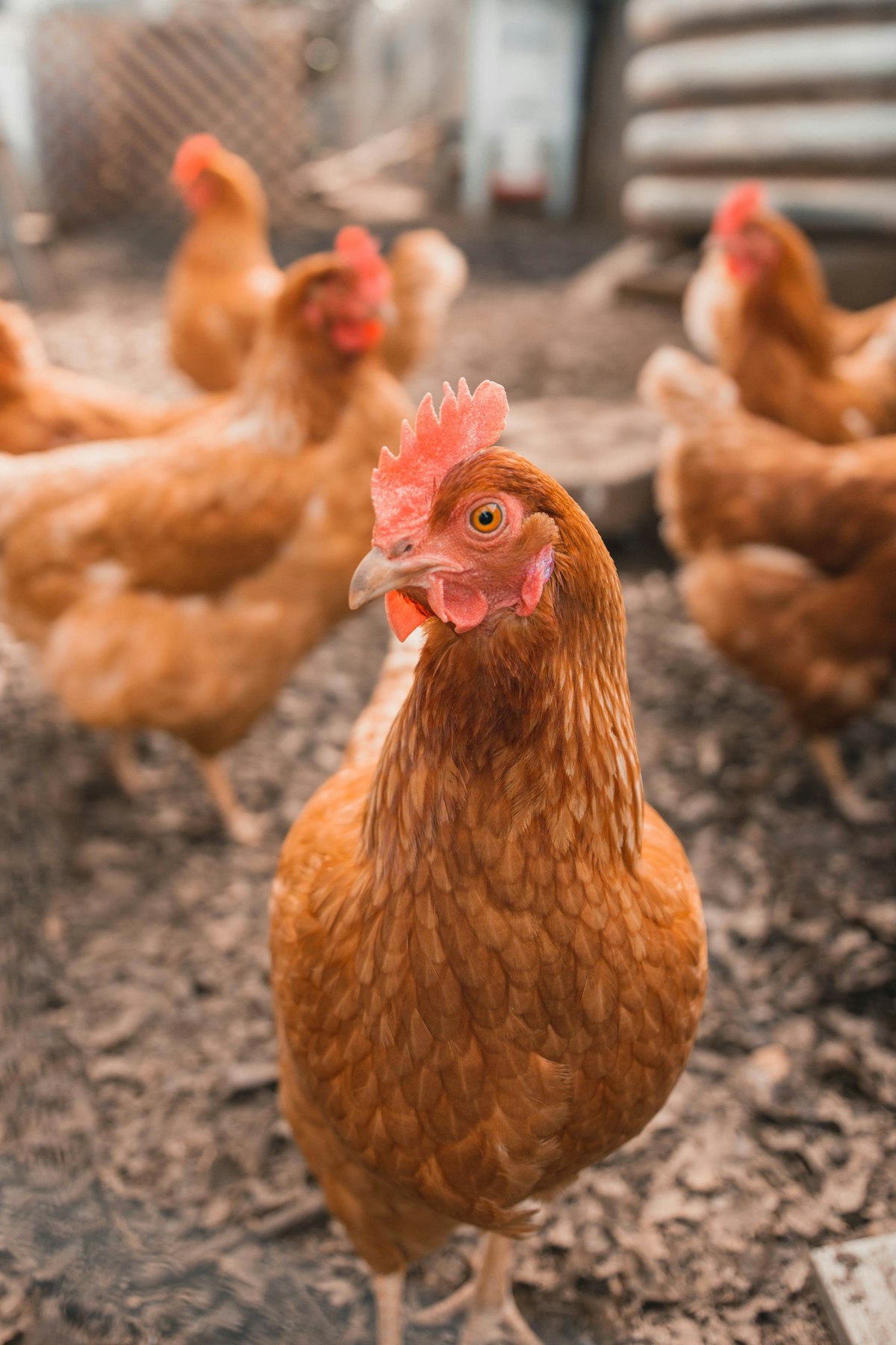 Heritage poultry