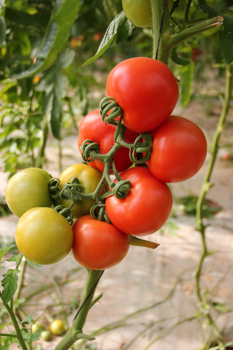 Heirloom Tomatoes